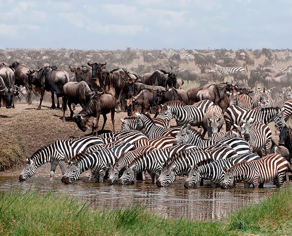 Serengeti_WildlifeMigration2