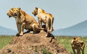 Tanzania-wildlife-safaris